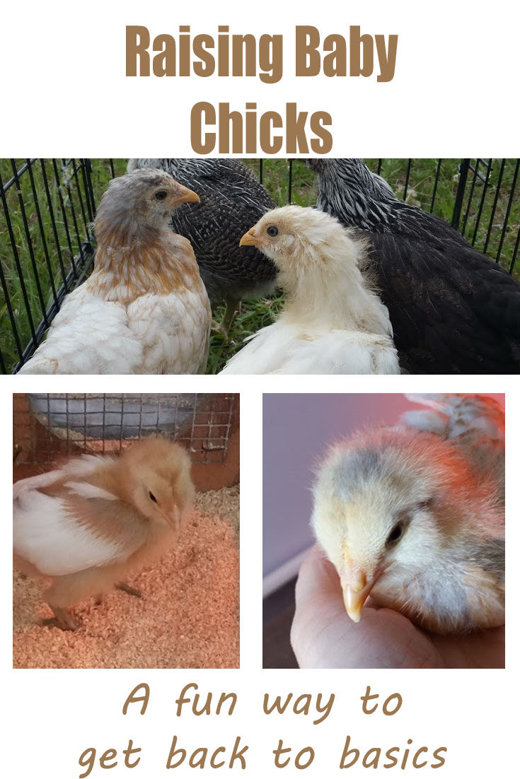 Raising Baby Chicks - Tales From Home