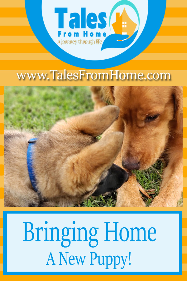 Bringing Home A New Puppy - Tales From Home